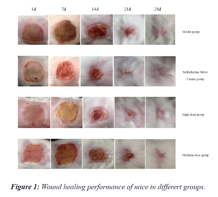 pharmacology-therapeutic-research-Wound-healing