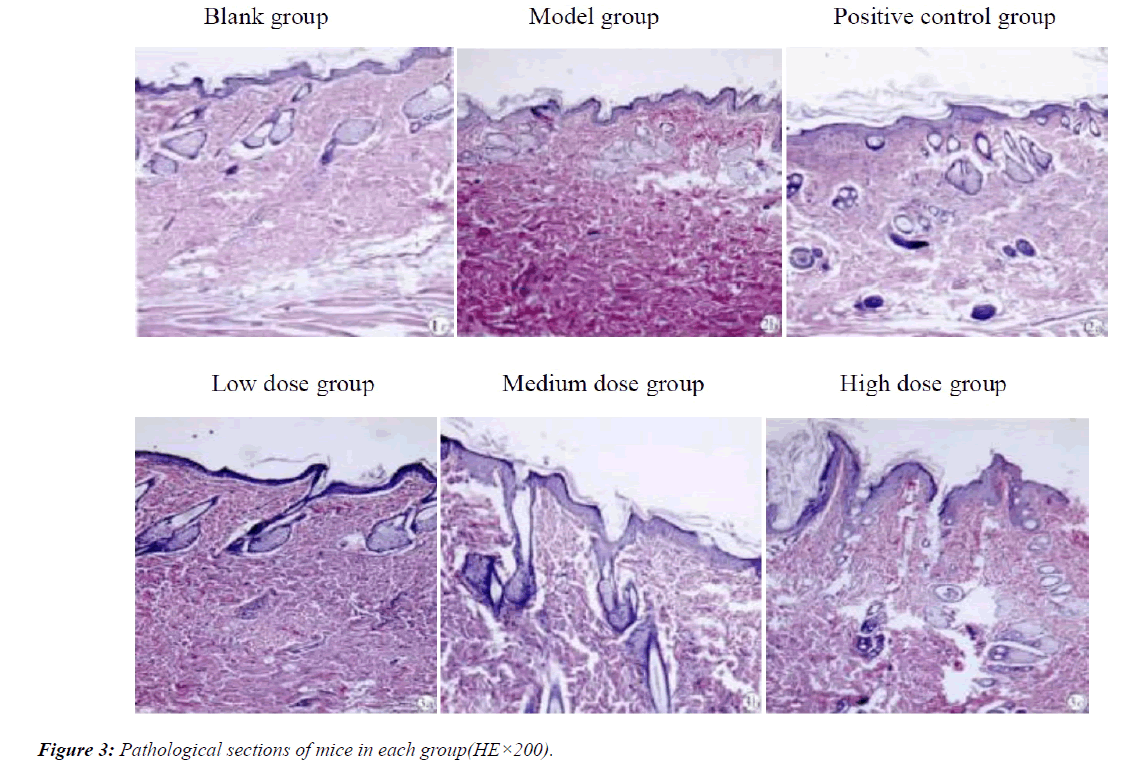 pharmacology-therapeutic-research-sections-mice