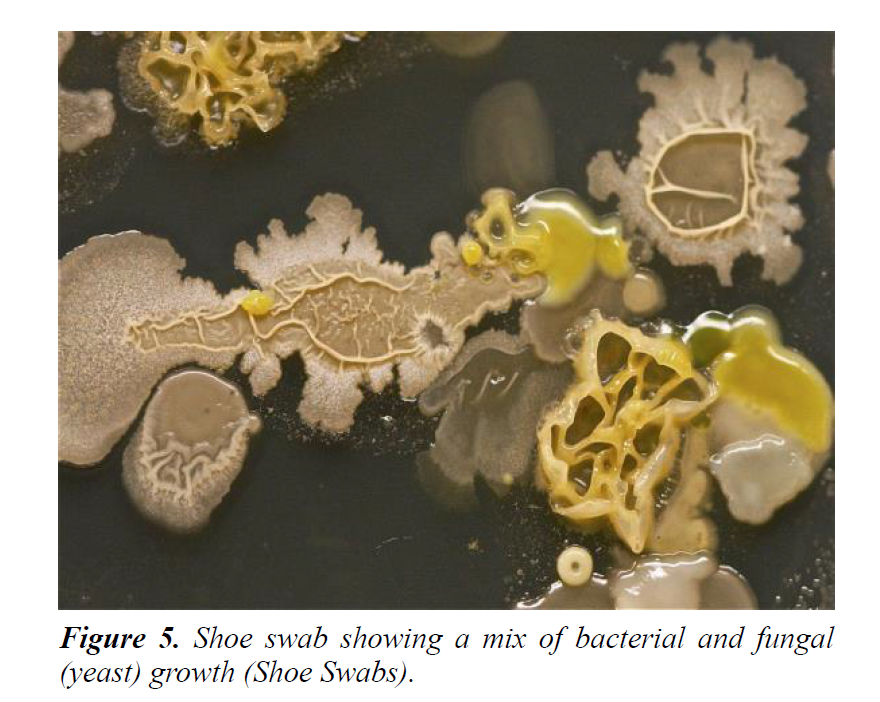 plant-biotechnology-microbiology-bacterial-fungal