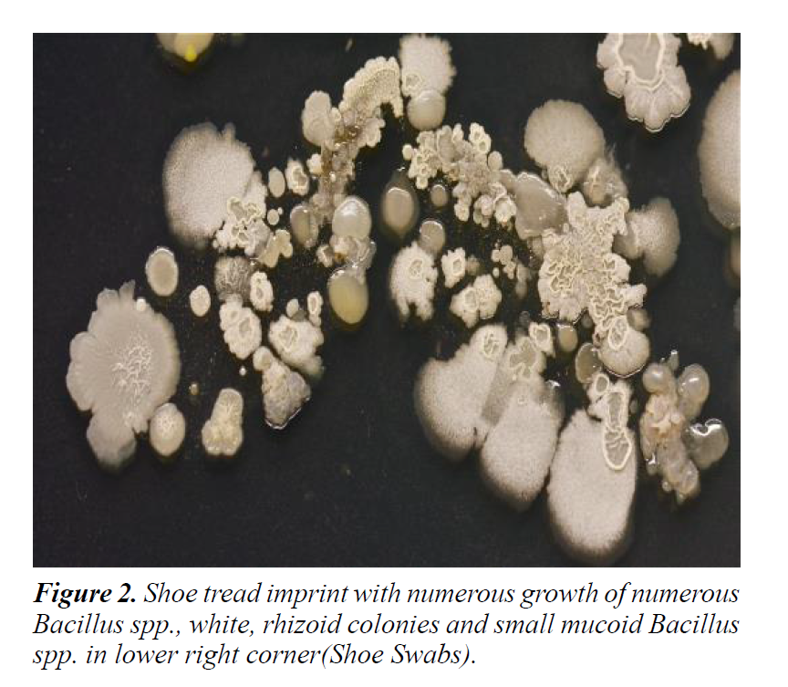 plant-biotechnology-microbiology-numerous-growth