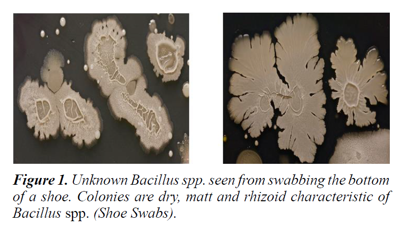 plant-biotechnology-microbiology-rhizoid-characteristic