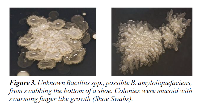 plant-biotechnology-microbiology-swarming-finger