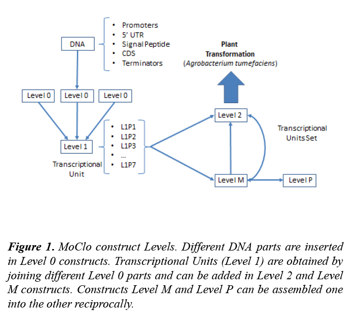 plant-biotechnology-microbiology-transcriptional-units