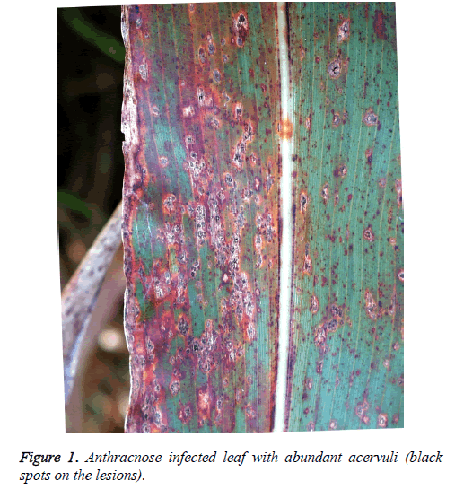 plant-diseases-biomarkers-anthracnose