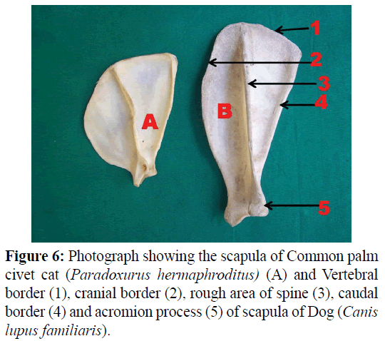 pure-applied-zoology-Common-palm