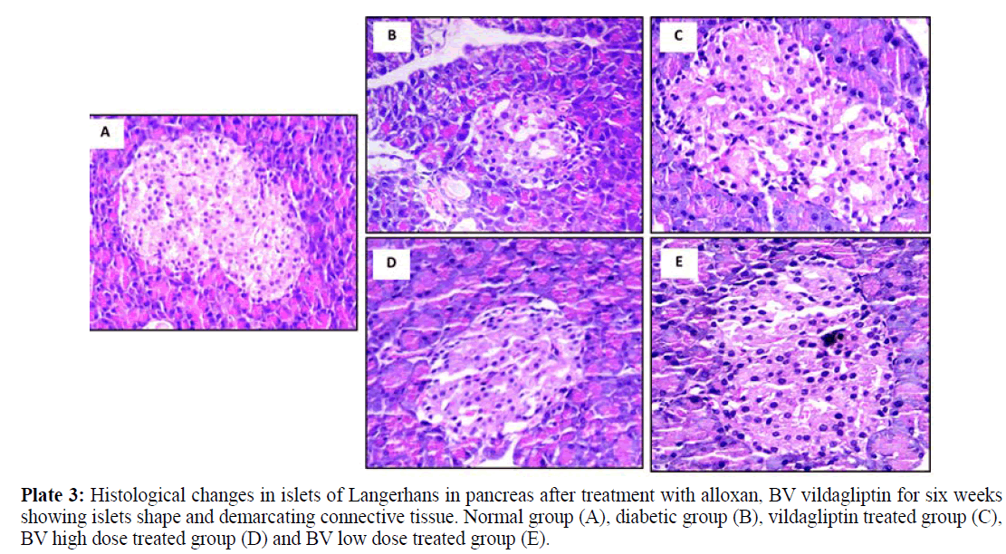 pure-applied-zoology-Langerhans