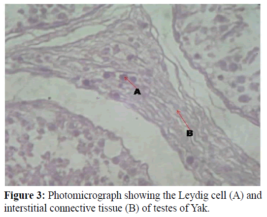 pure-applied-zoology-Leydig-cell