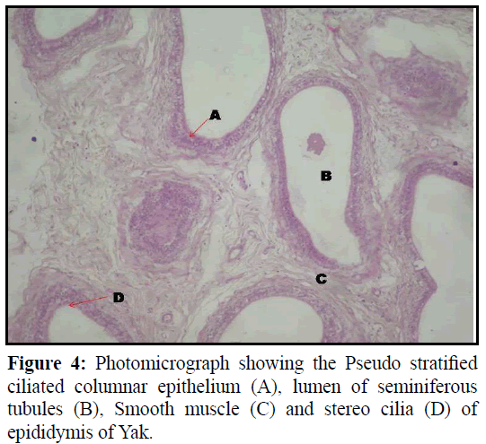 pure-applied-zoology-Smooth-muscle