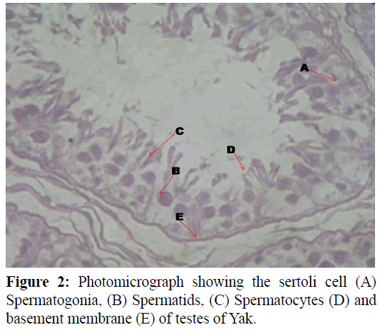 pure-applied-zoology-Spermatocytes