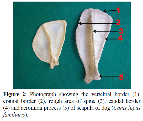 pure-applied-zoology-acromion