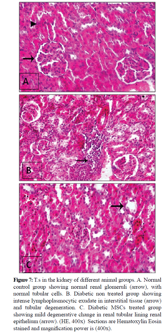 pure-applied-zoology-glomeruli