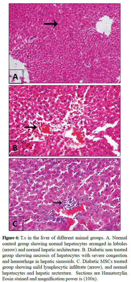 pure-applied-zoology-hepatocytes