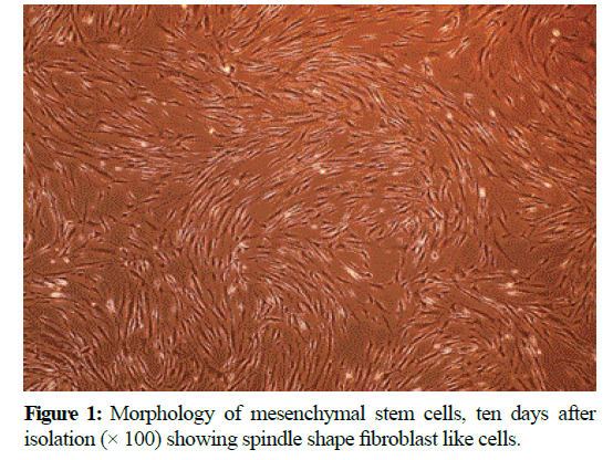 pure-applied-zoology-mesenchymal