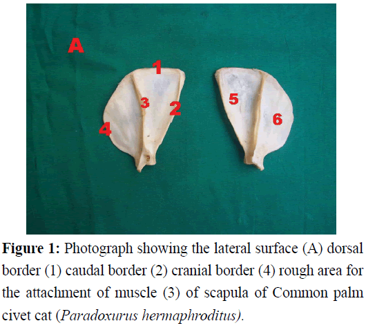 pure-applied-zoology-rough-area