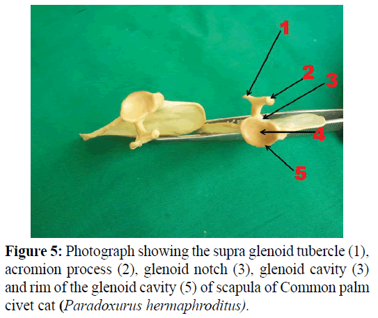 pure-applied-zoology-supra-glenoid