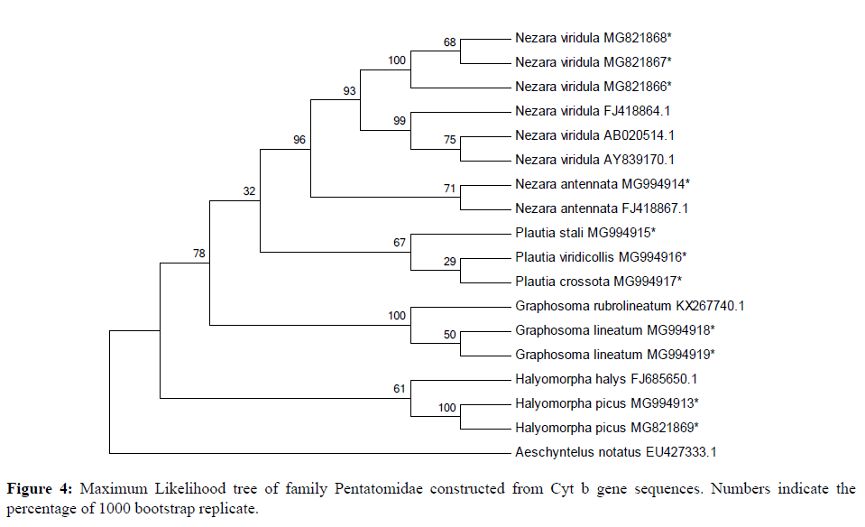 pure-applied-zoology-tree