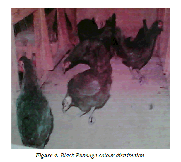 research-reports-genetics-black-plumage