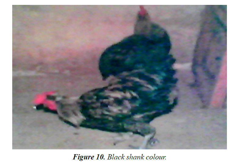 research-reports-genetics-black-shank-colour