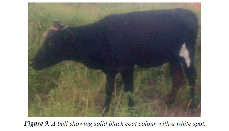 research-reports-genetics-bull-showing