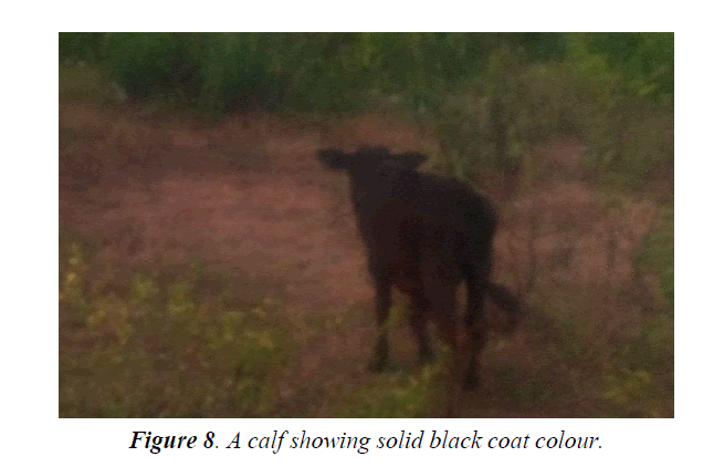 research-reports-genetics-calf-showing