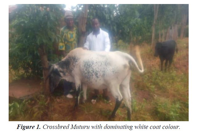 research-reports-genetics-crossbred-muturu