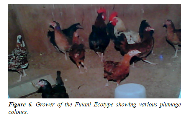 research-reports-genetics-fulani-ecotype