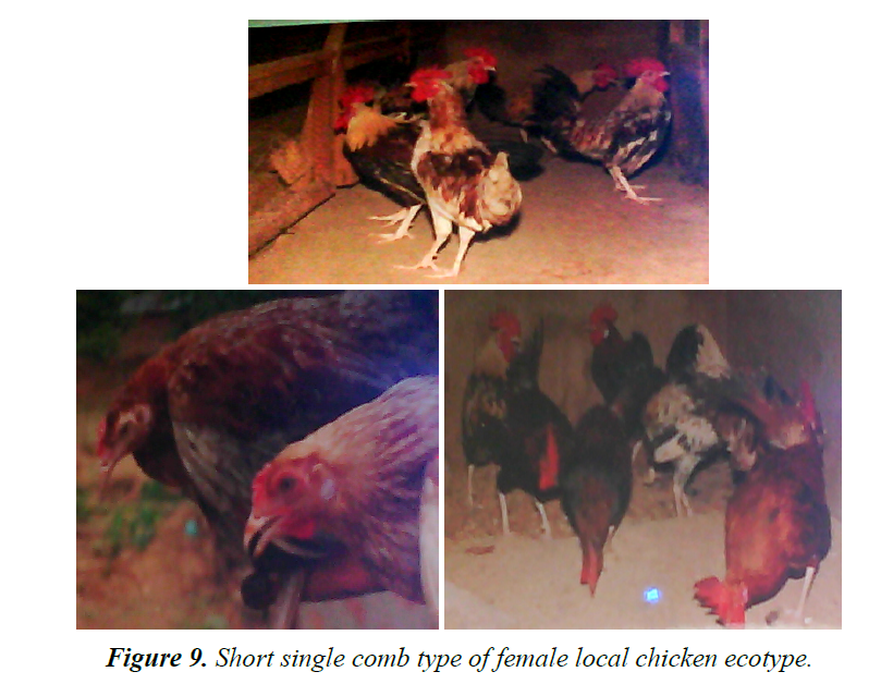 research-reports-genetics-local-chicken-ecotype