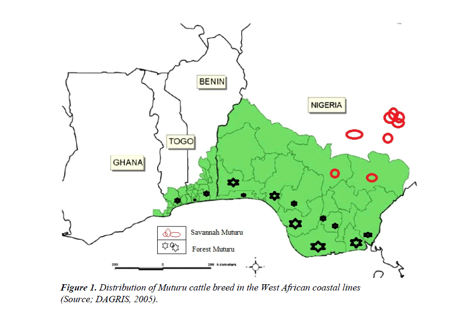 research-reports-genetics-muturu-cattle-breed