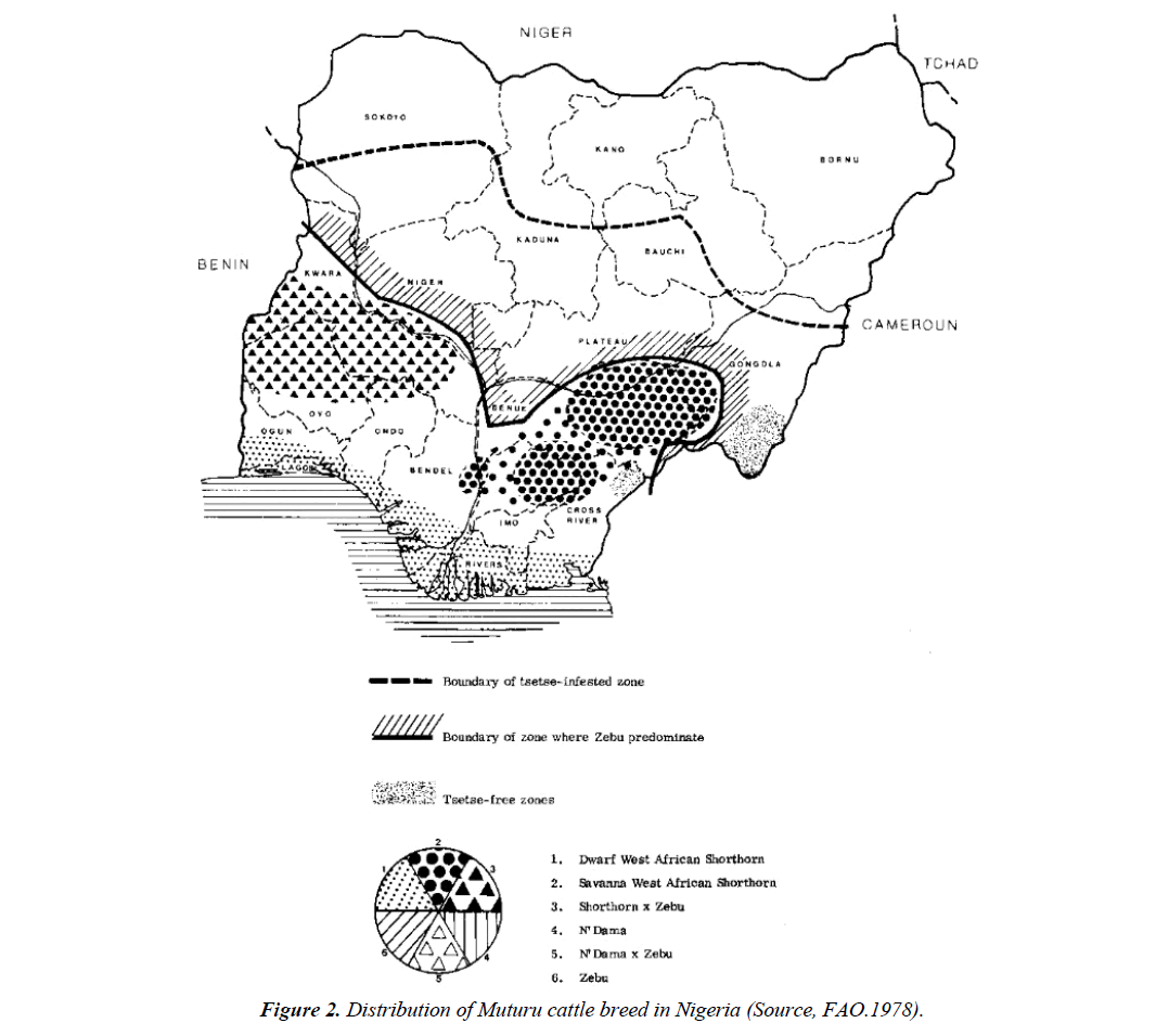 research-reports-genetics-muturu-cattle-breed