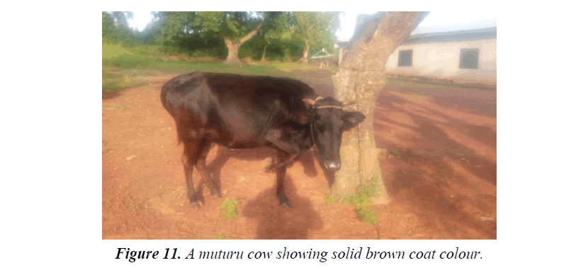 research-reports-genetics-muturu-cow
