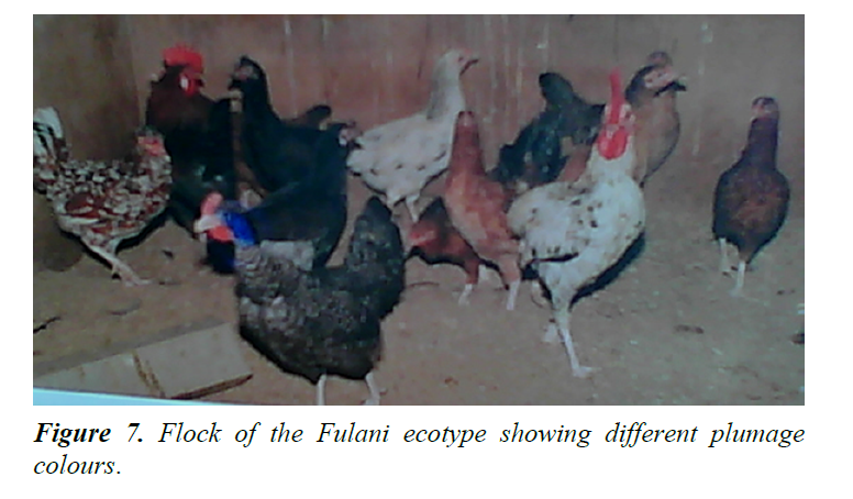 research-reports-genetics-plumage-colours