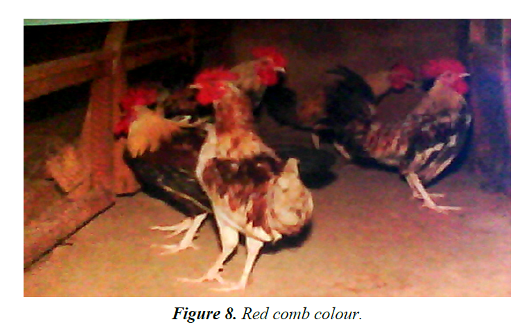 research-reports-genetics-red-comb-colour