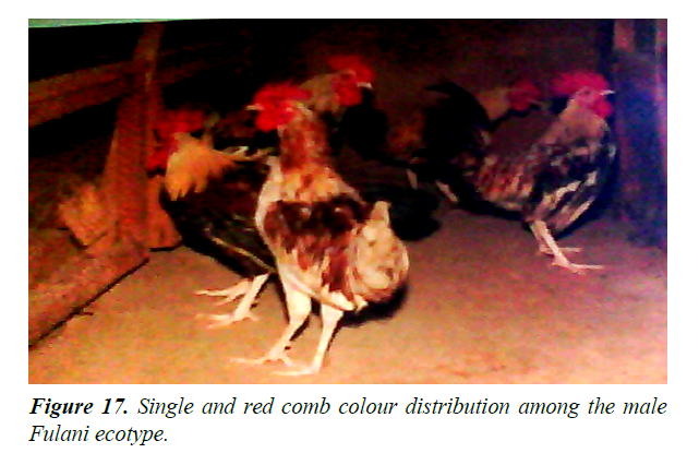 research-reports-genetics-red-comb-colour