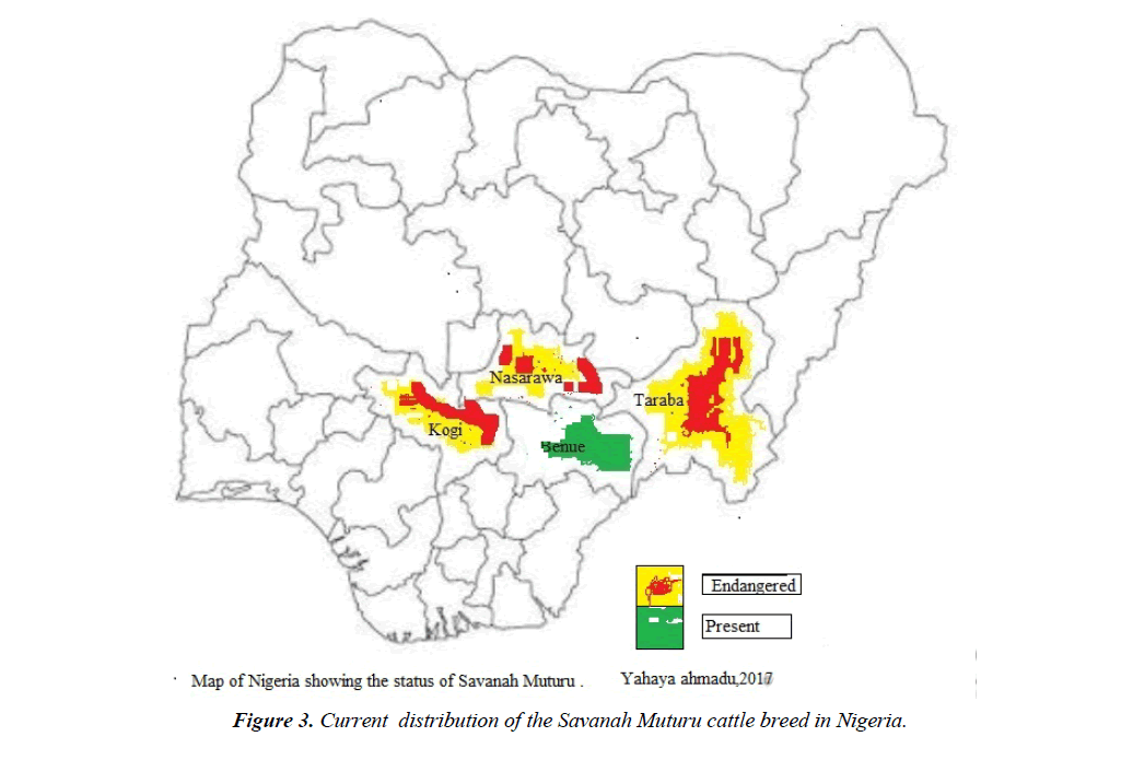 research-reports-genetics-savanah-muturu-cattle