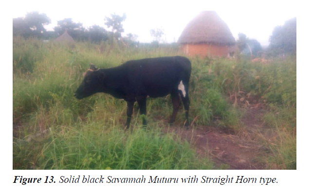 research-reports-genetics-straight-horn-type