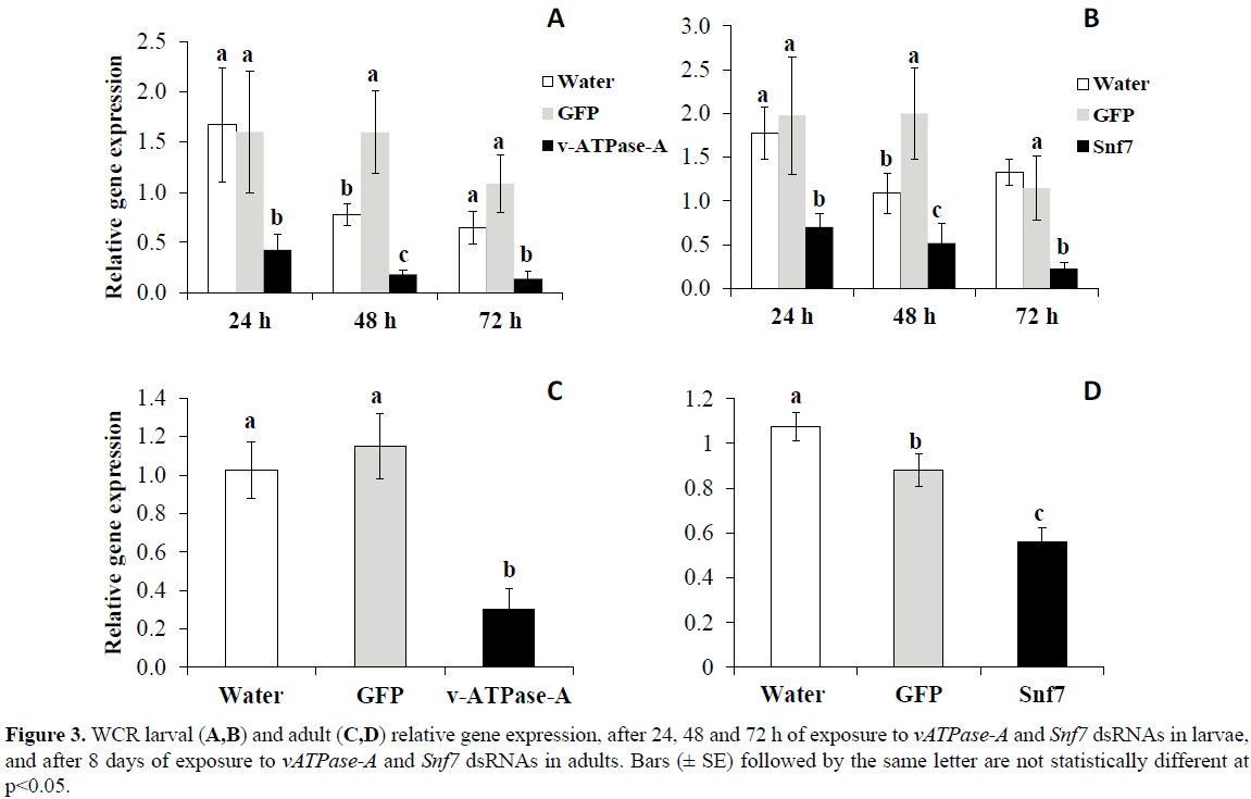 rnai-and-gene-silencing-WCR-larval