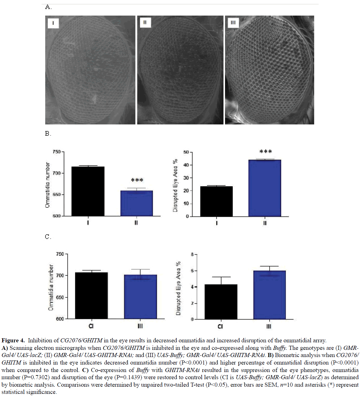 rnai-and-gene-silencing-decreased-ommatidia