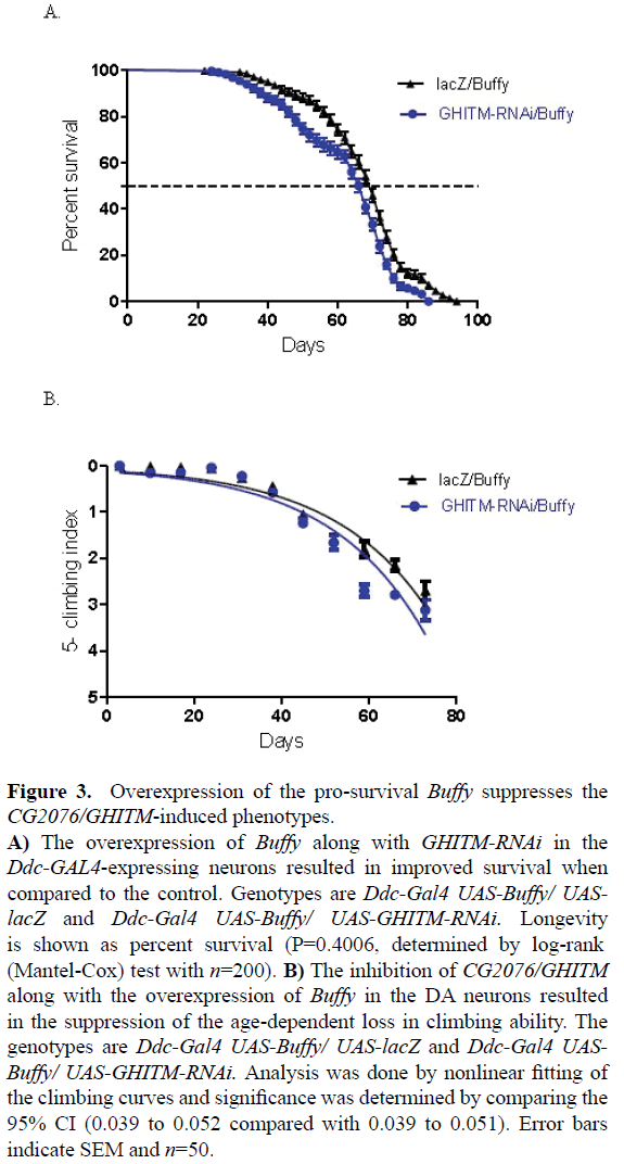 rnai-and-gene-silencing-pro-survival-Buffy