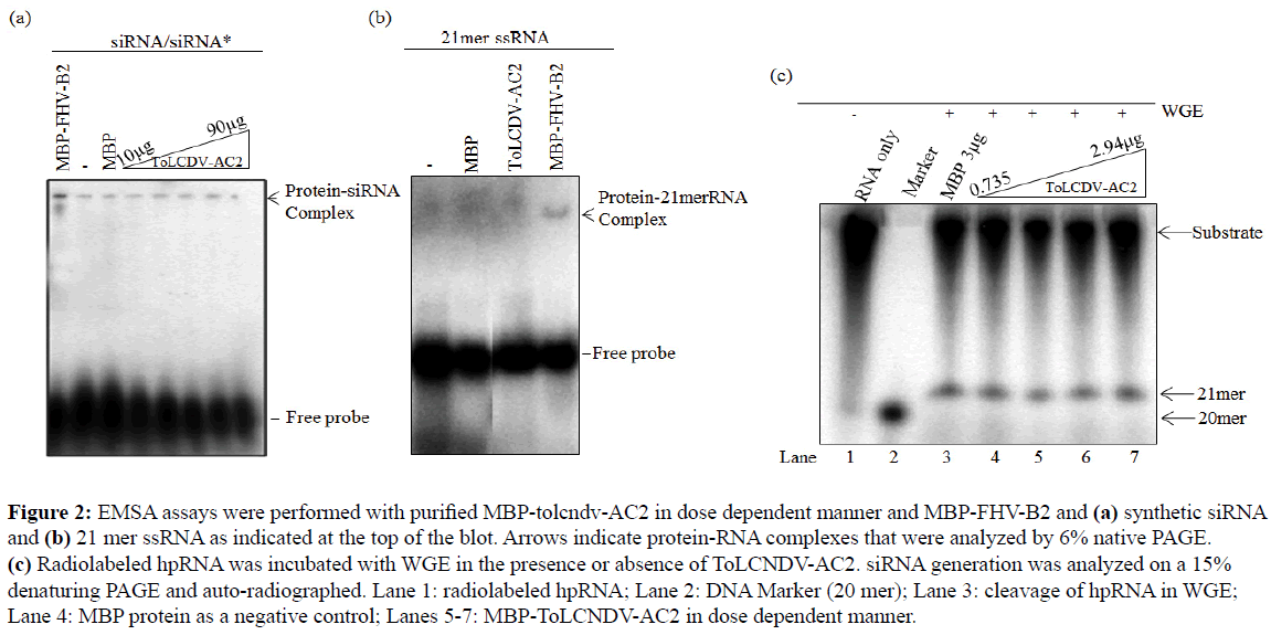 rnai-and-gene-silencing-purified-MBP