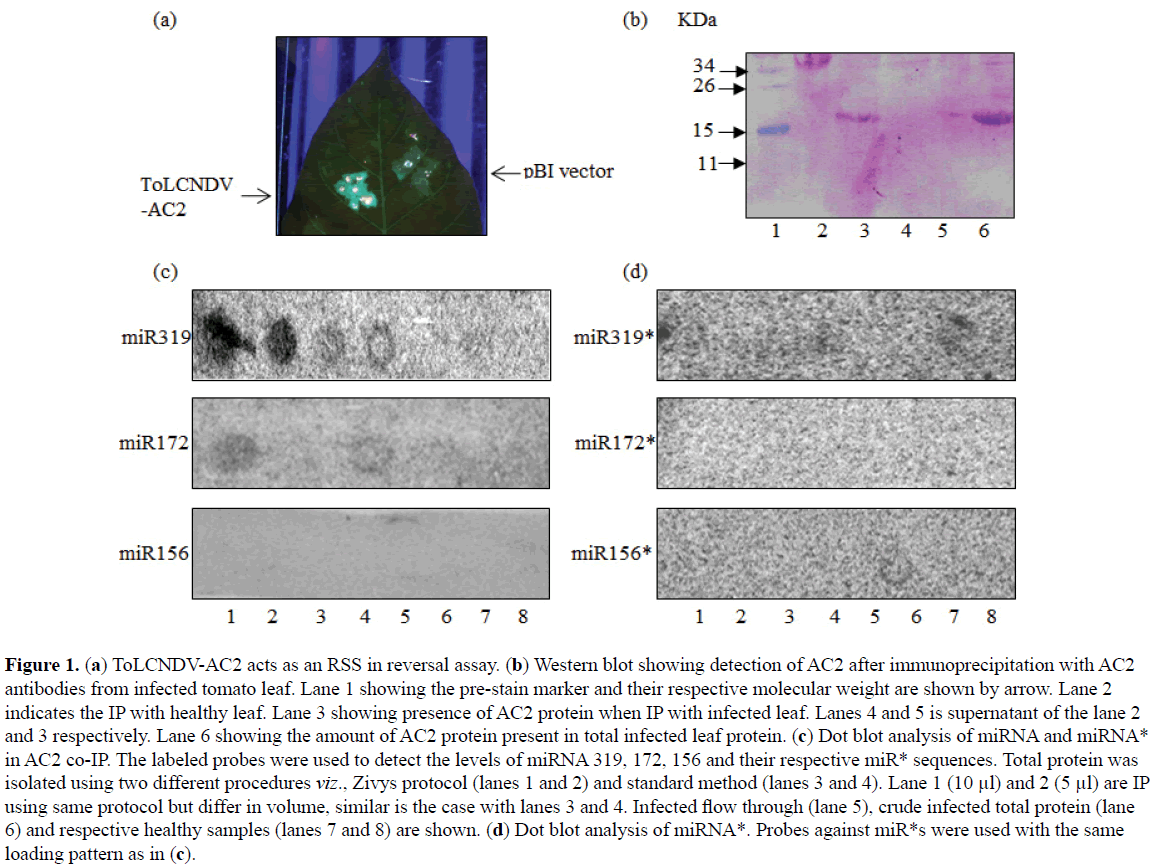 rnai-and-gene-silencing-reversal-assay