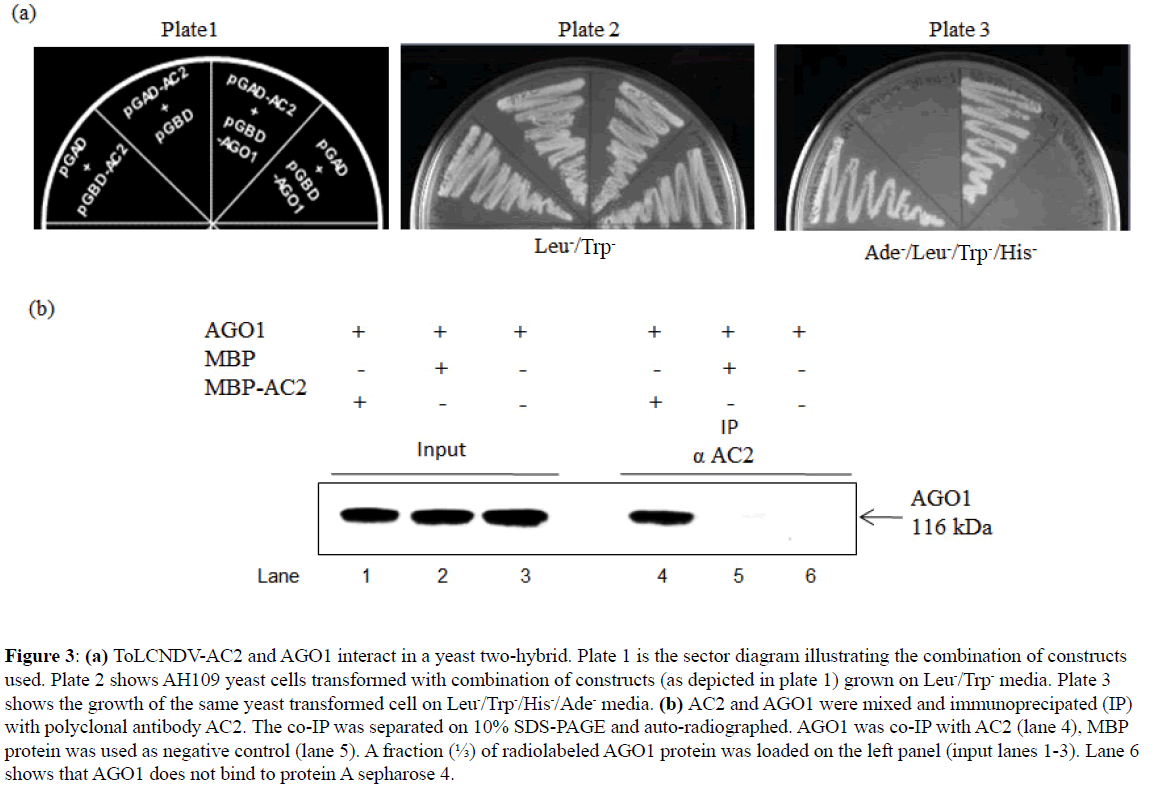 rnai-and-gene-silencing-yeast-two-hybrid