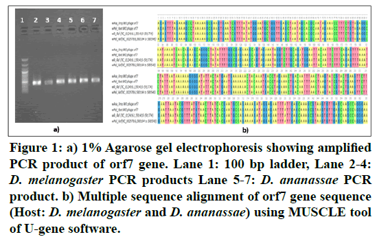 rnai-gene-silencing-Agarose-gel-electrophoresis
