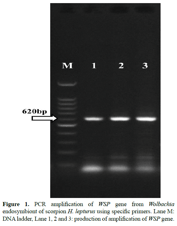 rnai-gene-silencing-PCR-amplification