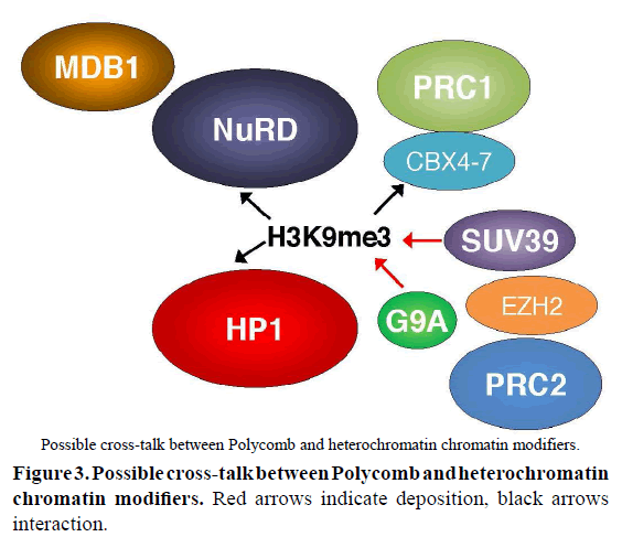 rnai-gene-silencing-cross-talk