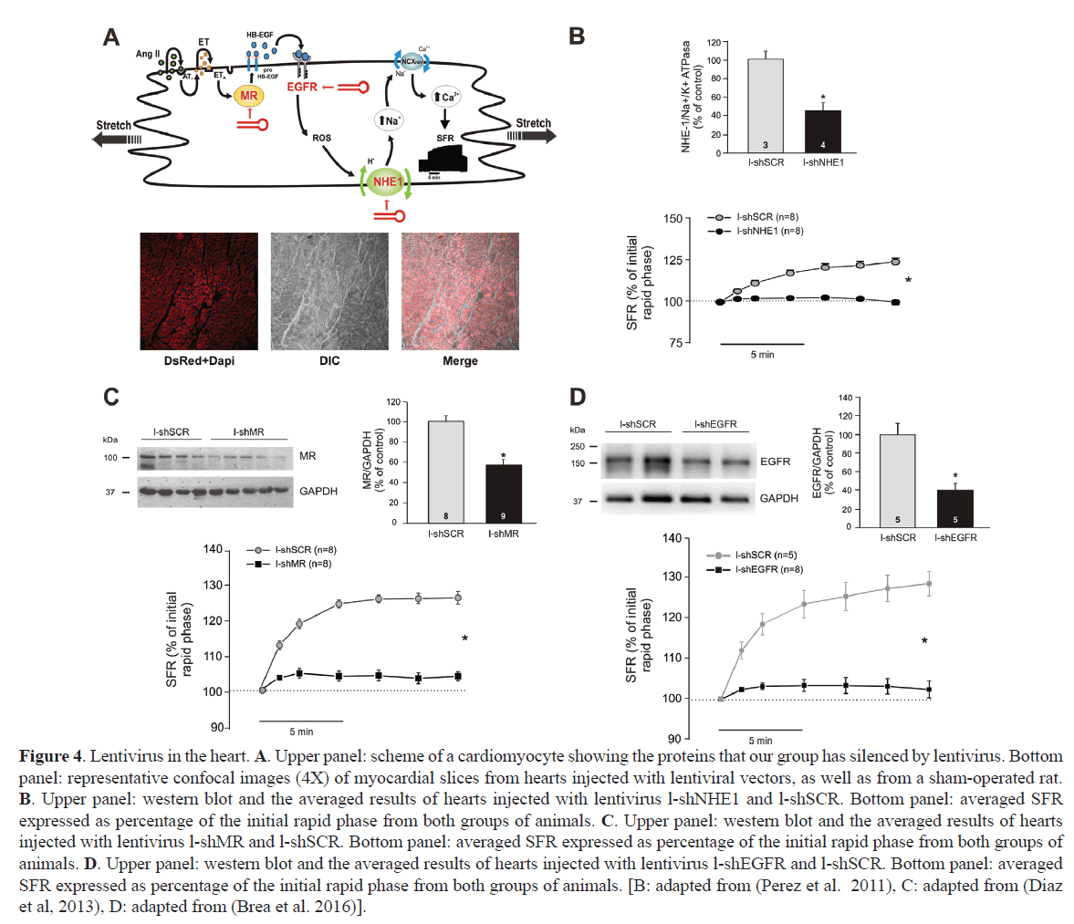 rnai-gene-silencing-myocardial-slices