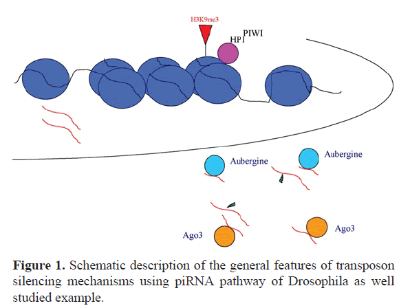 rnai-gene-silencing-piRNA-pathway