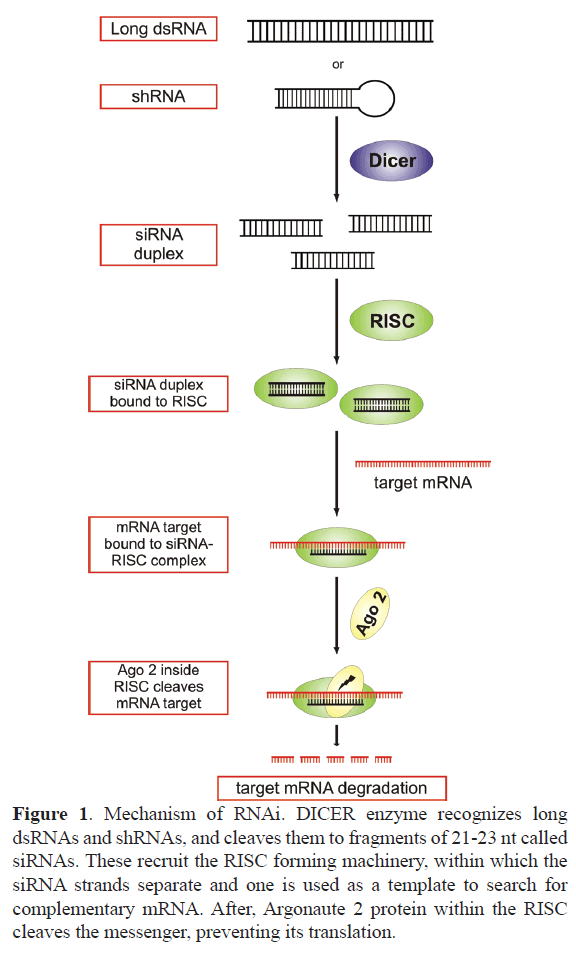 rnai-gene-silencing-preventing-translation