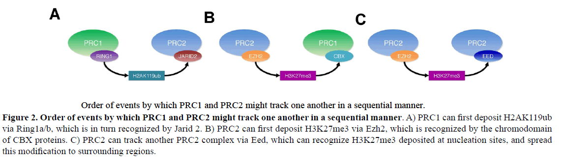 rnai-gene-silencing-sequential-manner