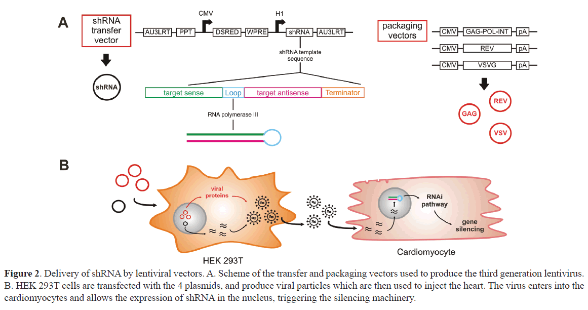 rnai-gene-silencing-silencing-machinery