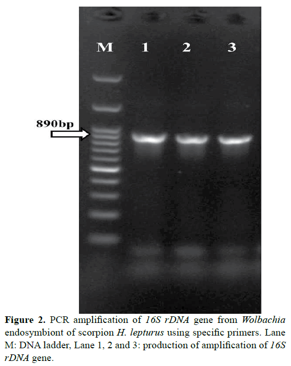 rnai-gene-silencing-specific-primers